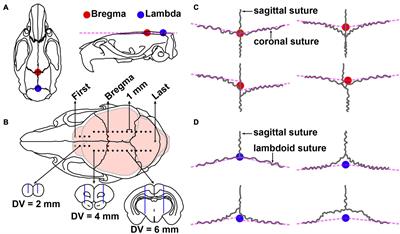 Stereotaxic atlas of the infant rat brain at postnatal days 7–13